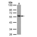 Tubulin alpha-1B antibody from Signalway Antibody (23103) - Antibodies.com