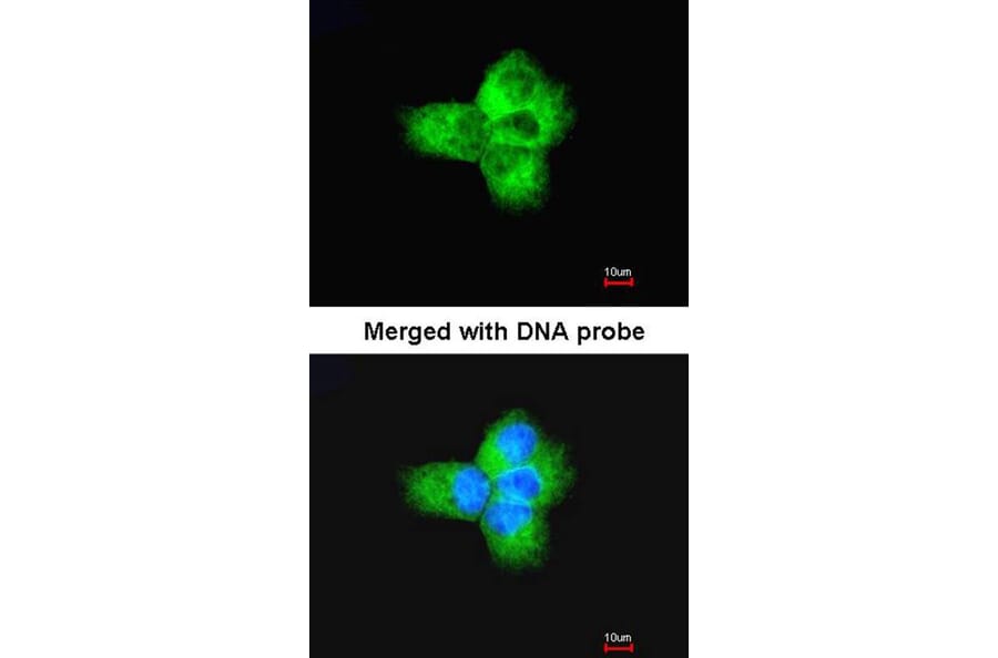 Immunofluorescence - Tubulin alpha-1B antibody from Signalway Antibody (23103) - Antibodies.com