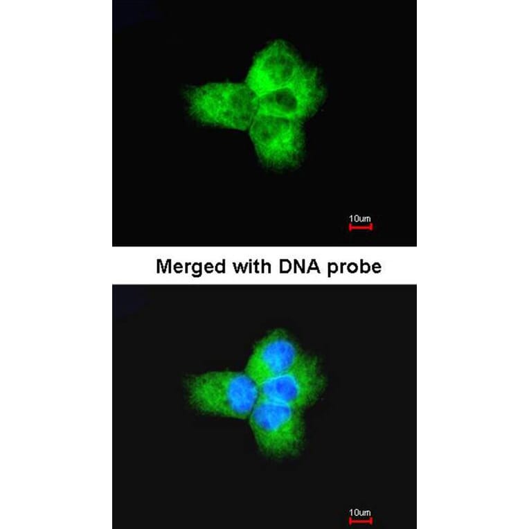 Immunofluorescence - Tubulin alpha-1B antibody from Signalway Antibody (23103) - Antibodies.com