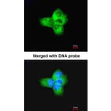 Immunofluorescence - Tubulin alpha-1B antibody from Signalway Antibody (23103) - Antibodies.com