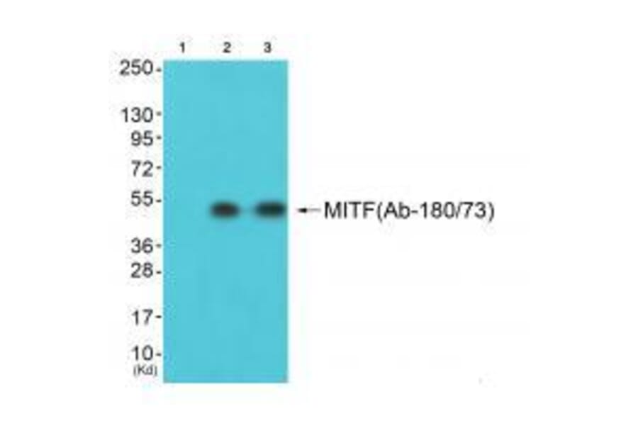 Western blot - MITF (Ab-180/73) Antibody from Signalway Antibody (33138) - Antibodies.com
