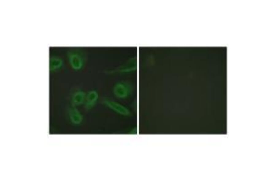 Immunofluorescence - PECAM-1 (Ab-713) Antibody from Signalway Antibody (33141) - Antibodies.com