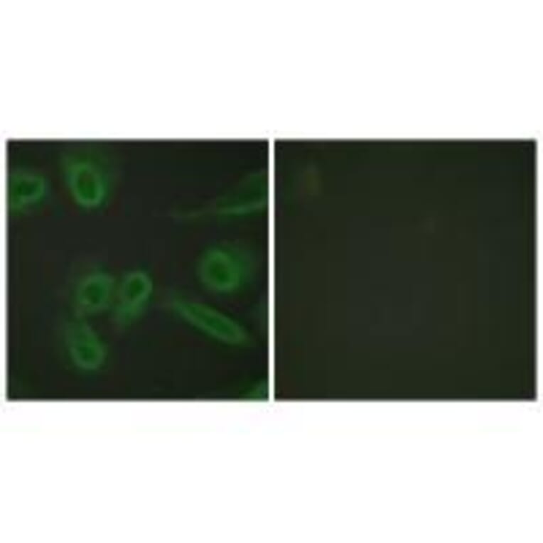 Immunofluorescence - PECAM-1 (Ab-713) Antibody from Signalway Antibody (33141) - Antibodies.com