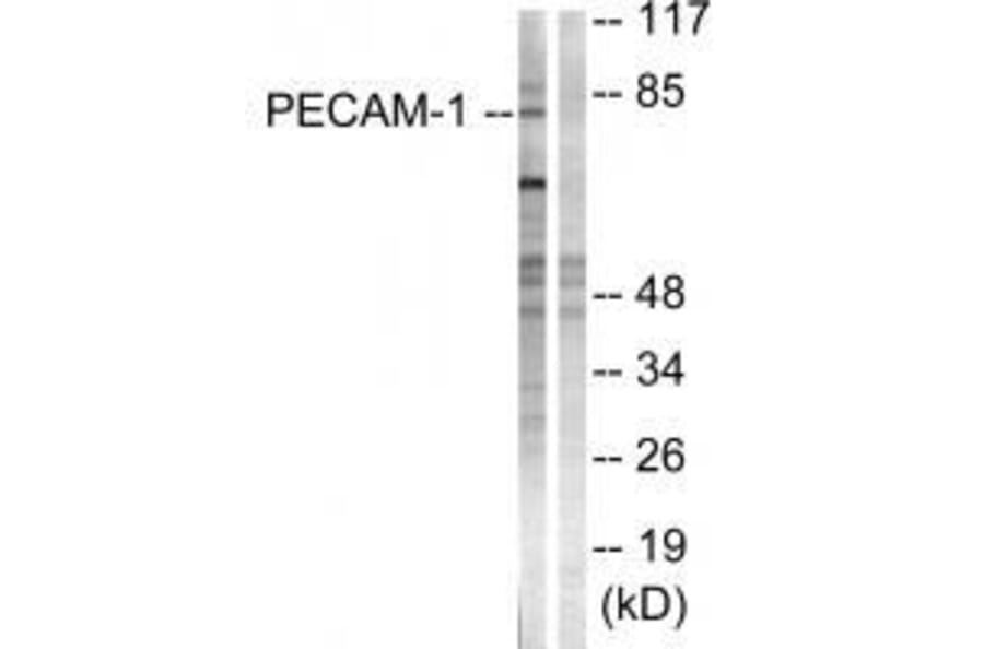 Western blot - PECAM-1 (Ab-713) Antibody from Signalway Antibody (33141) - Antibodies.com