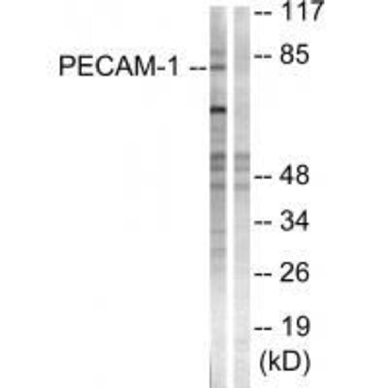 Western blot - PECAM-1 (Ab-713) Antibody from Signalway Antibody (33141) - Antibodies.com
