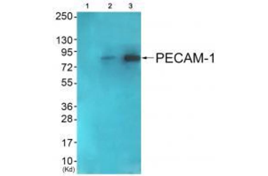 Western blot - PECAM-1 (Ab-713) Antibody from Signalway Antibody (33141) - Antibodies.com