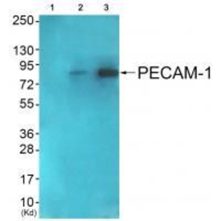 Western blot - PECAM-1 (Ab-713) Antibody from Signalway Antibody (33141) - Antibodies.com