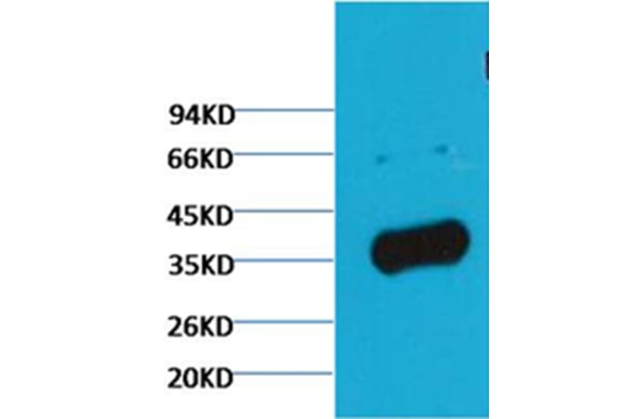 Western blot - GAPDH Rabbit Polyclonal Antibody (Zebrafish Specific) from Signalway Antibody - Antibodies.com