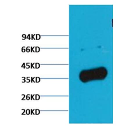 Western blot - GAPDH Rabbit Polyclonal Antibody (Zebrafish Specific) from Signalway Antibody - Antibodies.com