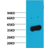 Western blot - GAPDH Rabbit Polyclonal Antibody (Zebrafish Specific) from Signalway Antibody - Antibodies.com