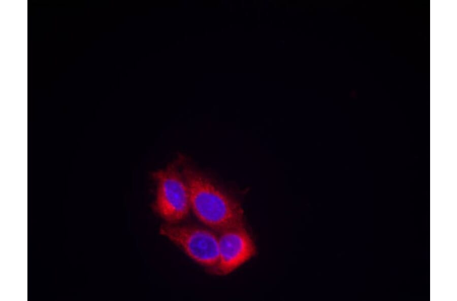 Immunofluorescence - VEGFR2 (Ab-951) Antibody from Signalway Antibody (21079) - Antibodies.com