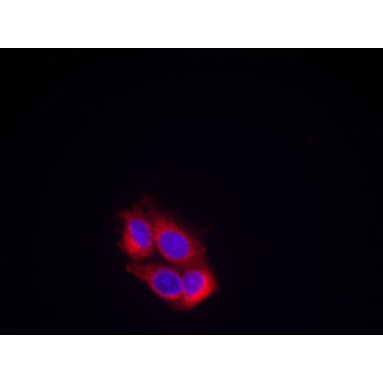 Immunofluorescence - VEGFR2 (Ab-951) Antibody from Signalway Antibody (21079) - Antibodies.com