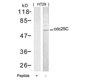 Western blot - cdc25C (Ab-216) Antibody from Signalway Antibody (21145) - Antibodies.com