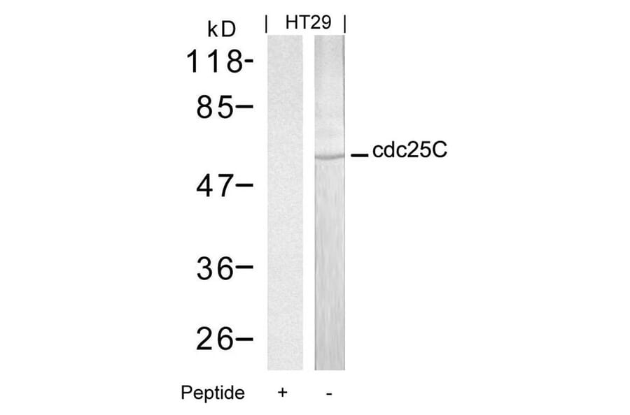 Western blot - cdc25C (Ab-216) Antibody from Signalway Antibody (21145) - Antibodies.com