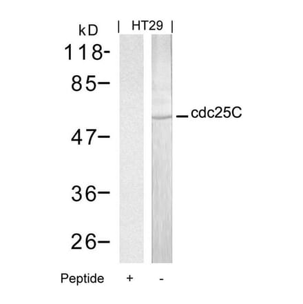 Western blot - cdc25C (Ab-216) Antibody from Signalway Antibody (21145) - Antibodies.com