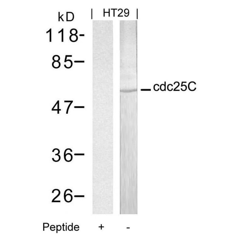 Western blot - cdc25C (Ab-216) Antibody from Signalway Antibody (21145) - Antibodies.com