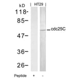 Western blot - cdc25C (Ab-216) Antibody from Signalway Antibody (21145) - Antibodies.com