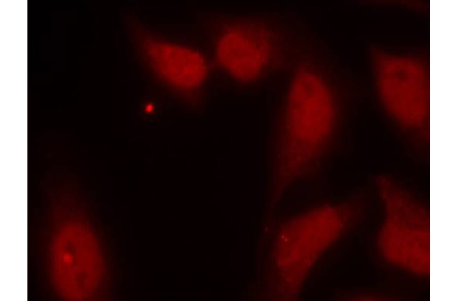 Immunofluorescence - cdc25C (Ab-216) Antibody from Signalway Antibody (21145) - Antibodies.com