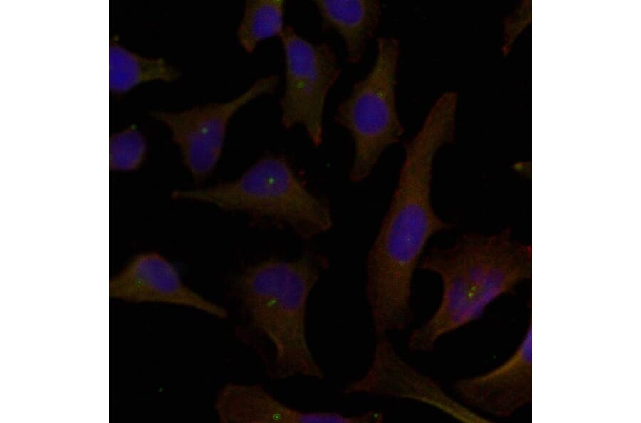 Immunofluorescence - p62Dok (Ab-398) Antibody from Signalway Antibody (21269) - Antibodies.com