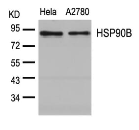 Western blot - HSP90B (Ab-254) Antibody from Signalway Antibody (21290) - Antibodies.com
