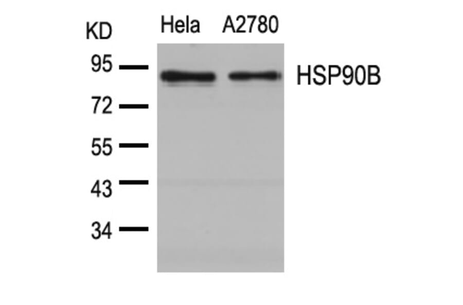 Western blot - HSP90B (Ab-254) Antibody from Signalway Antibody (21290) - Antibodies.com