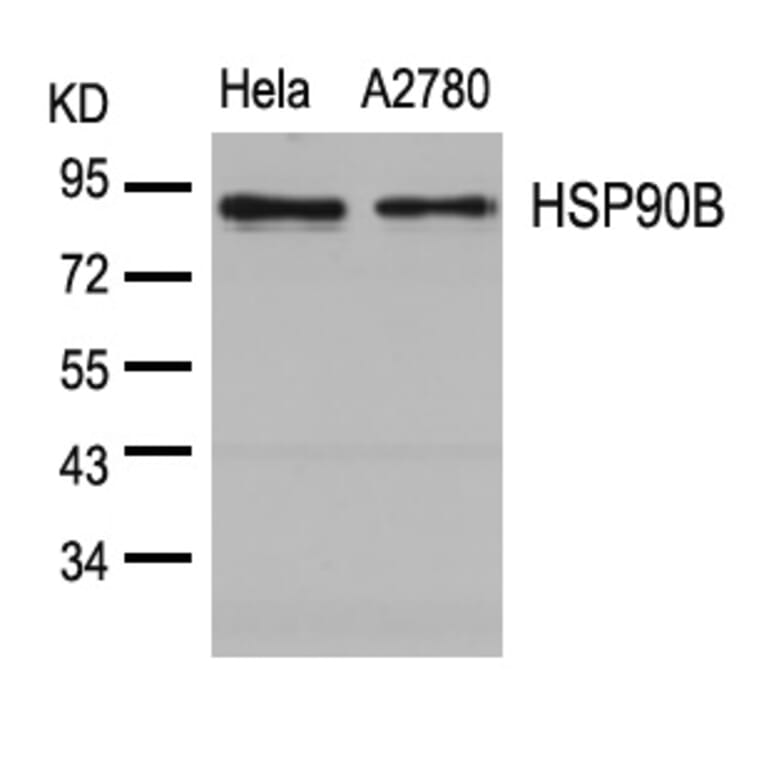 Western blot - HSP90B (Ab-254) Antibody from Signalway Antibody (21290) - Antibodies.com