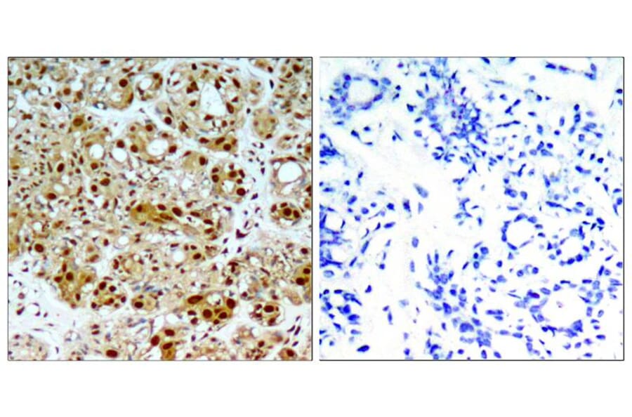 Immunohistochemistry - HSP90B (Ab-254) Antibody from Signalway Antibody (21290) - Antibodies.com