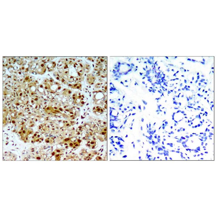 Immunohistochemistry - HSP90B (Ab-254) Antibody from Signalway Antibody (21290) - Antibodies.com