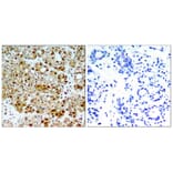Immunohistochemistry - HSP90B (Ab-254) Antibody from Signalway Antibody (21290) - Antibodies.com
