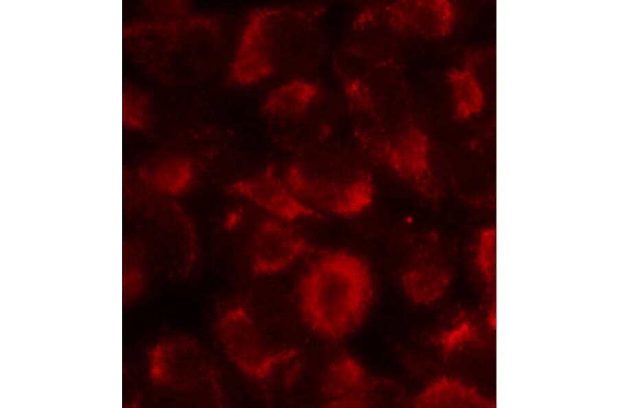 Immunofluorescence - HSP90B (Ab-254) Antibody from Signalway Antibody (21290) - Antibodies.com