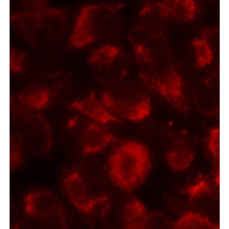 Immunofluorescence - HSP90B (Ab-254) Antibody from Signalway Antibody (21290) - Antibodies.com