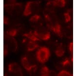 Immunofluorescence - HSP90B (Ab-254) Antibody from Signalway Antibody (21290) - Antibodies.com