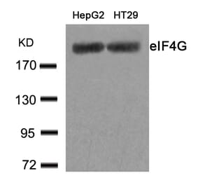 Western blot - eIF4G (Ab-1232) Antibody from Signalway Antibody (21514) - Antibodies.com