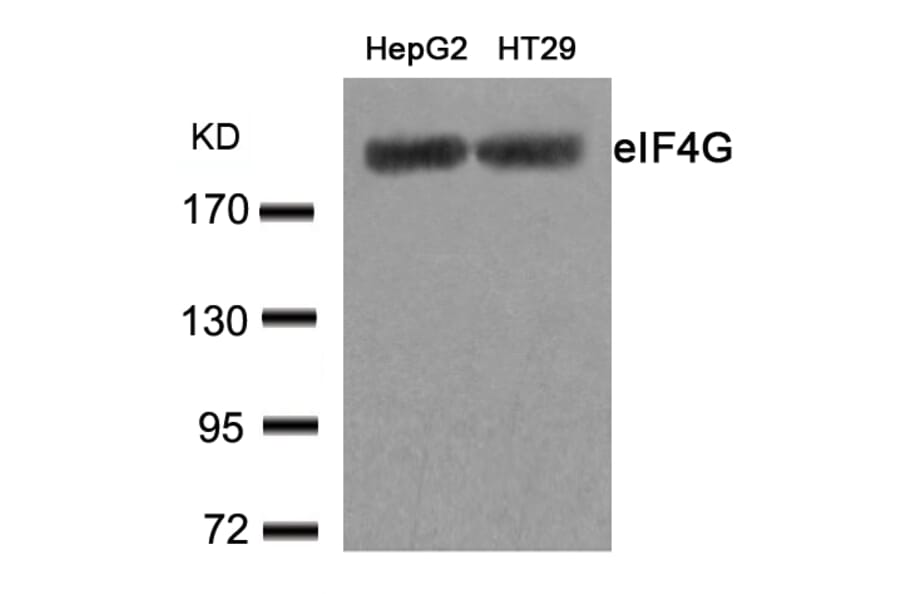 Western blot - eIF4G (Ab-1232) Antibody from Signalway Antibody (21514) - Antibodies.com