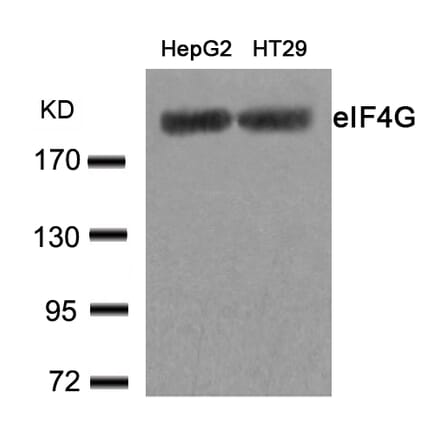 Western blot - eIF4G (Ab-1232) Antibody from Signalway Antibody (21514) - Antibodies.com