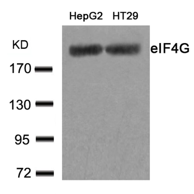 Western blot - eIF4G (Ab-1232) Antibody from Signalway Antibody (21514) - Antibodies.com