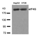 Western blot - eIF4G (Ab-1232) Antibody from Signalway Antibody (21514) - Antibodies.com