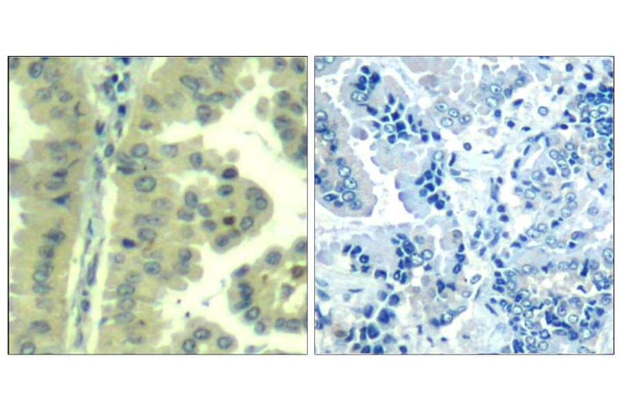 Immunohistochemistry - eIF4G (Ab-1232) Antibody from Signalway Antibody (21514) - Antibodies.com