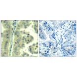 Immunohistochemistry - eIF4G (Ab-1232) Antibody from Signalway Antibody (21514) - Antibodies.com