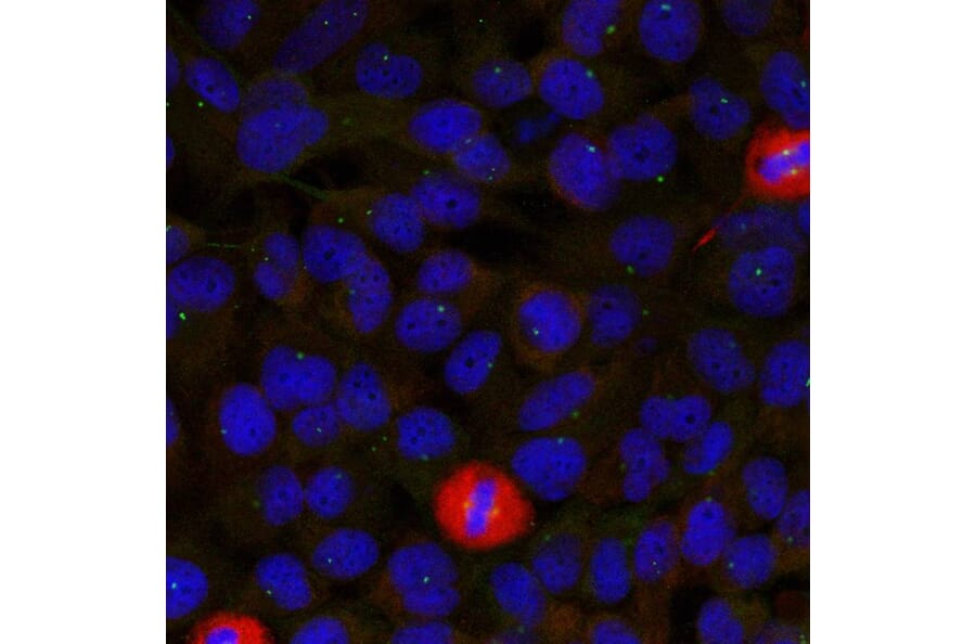 Immunofluorescence - eIF4G (Ab-1232) Antibody from Signalway Antibody (21514) - Antibodies.com