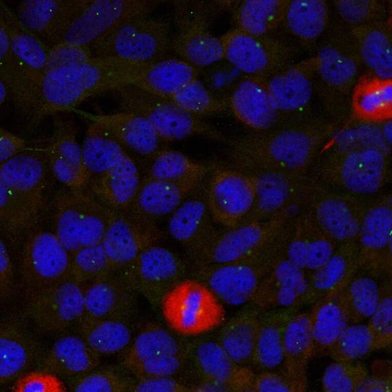 Immunofluorescence - eIF4G (Ab-1232) Antibody from Signalway Antibody (21514) - Antibodies.com