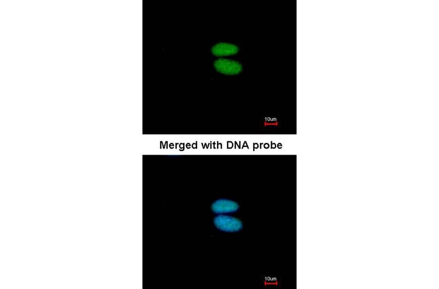 Immunofluorescence - alpha Actinin 4 antibody from Signalway Antibody (22593) - Antibodies.com