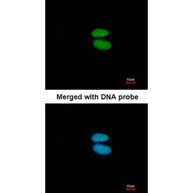 Immunofluorescence - alpha Actinin 4 antibody from Signalway Antibody (22593) - Antibodies.com