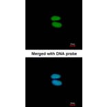 Immunofluorescence - alpha Actinin 4 antibody from Signalway Antibody (22593) - Antibodies.com
