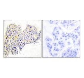 Immunohistochemistry - HSP90B (Ab-254) Antibody from Signalway Antibody (33117) - Antibodies.com