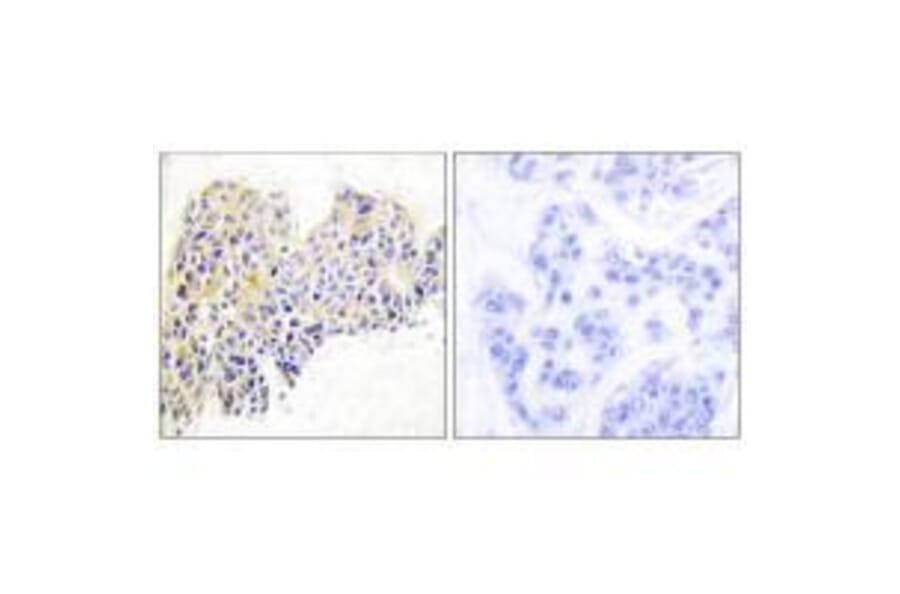 Immunohistochemistry - HSP90B (Ab-254) Antibody from Signalway Antibody (33117) - Antibodies.com