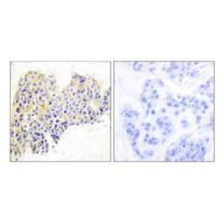 Immunohistochemistry - HSP90B (Ab-254) Antibody from Signalway Antibody (33117) - Antibodies.com