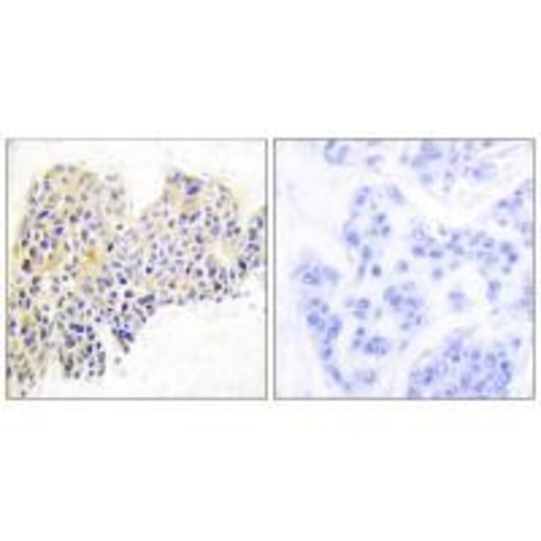 Immunohistochemistry - HSP90B (Ab-254) Antibody from Signalway Antibody (33117) - Antibodies.com