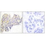 Immunohistochemistry - HSP90B (Ab-254) Antibody from Signalway Antibody (33117) - Antibodies.com