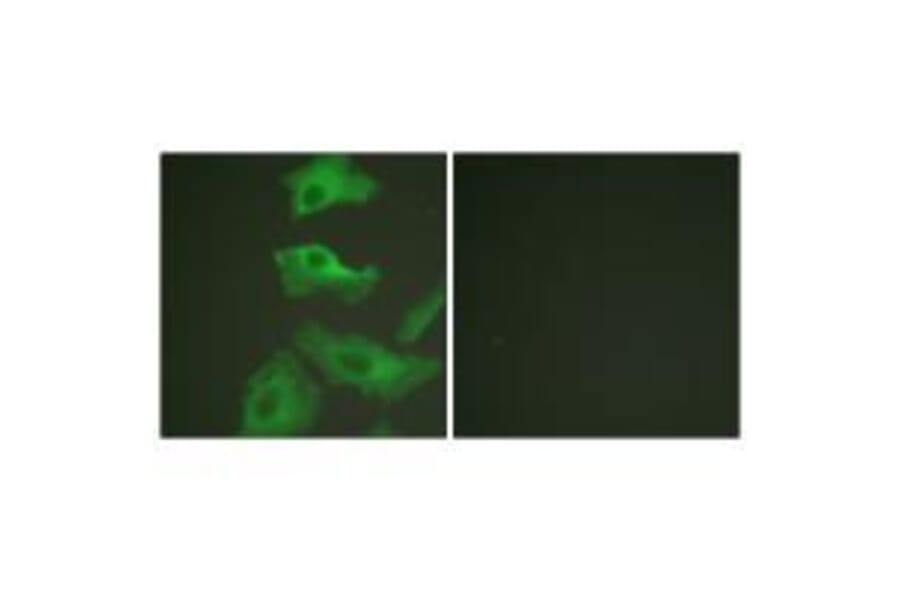 Immunofluorescence - HSP90B (Ab-254) Antibody from Signalway Antibody (33117) - Antibodies.com